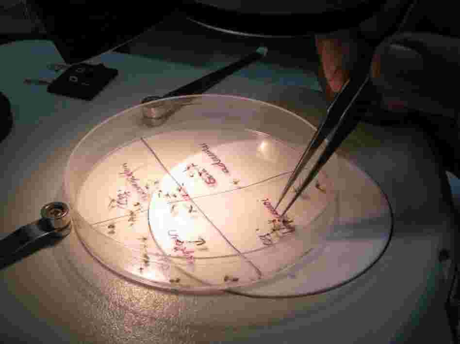 Back at the lab, a researcher sorts mosquitoes by species. They were collected as part of the daily mosquito census.