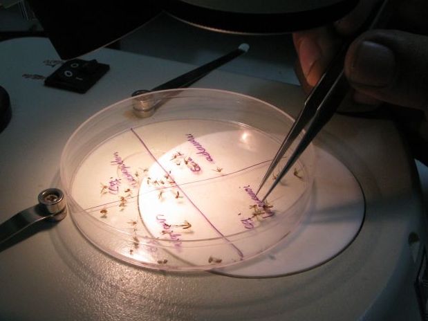 Back at the lab, a researcher sorts mosquitoes by species. They were collected as part of the daily mosquito census.