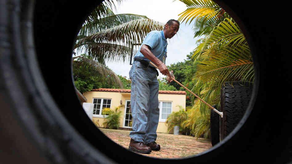 Lawrence Smart of Miami-Dade Mosquito Control looks for mosquito larvae in vehicle tires where water has collected, July 2010.