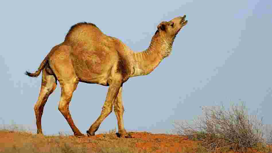 A wild camel in Australia's Simpson Desert (October 2007 file photo).