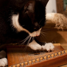 This cat loves Joanna Newsom. What about your pet?