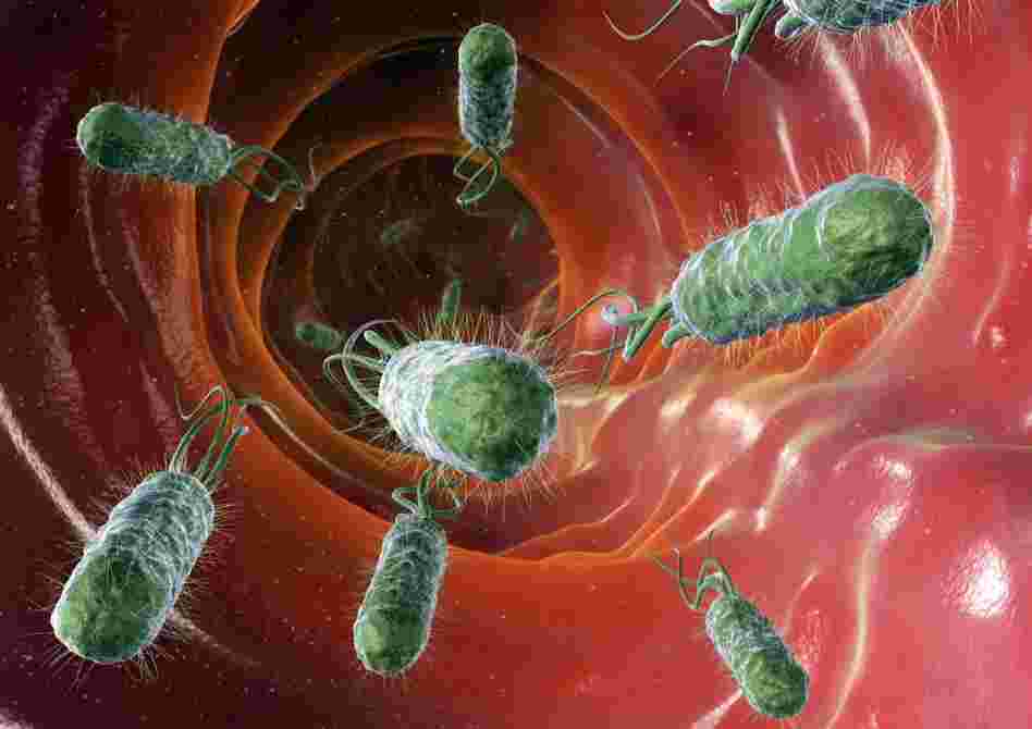 Computer artwork of E. coli bacteria inside the intestines. Computer artwork of E. coli bacteria inside the intestines.