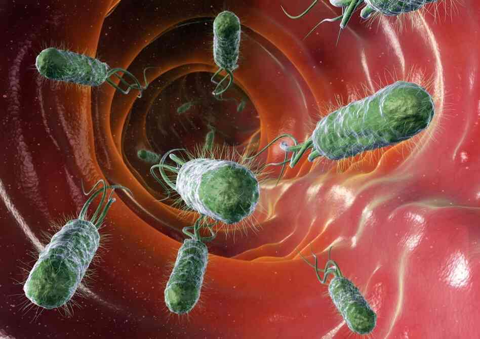 Computer artwork of E. coli bacteria inside the intestines. Computer artwork of E. coli bacteria inside the intestines.