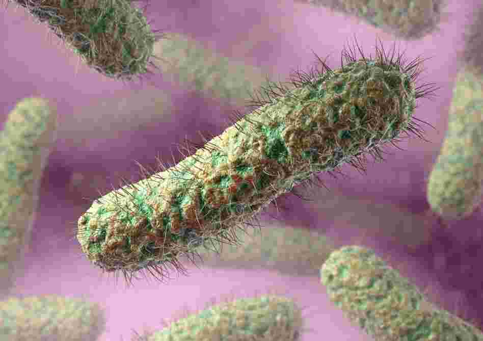 Computer artwork of typical ciliated (with hairs) rod-shaped bacteria. Computer artwork of typical ciliated (with hairs) rod-shaped bacteria.