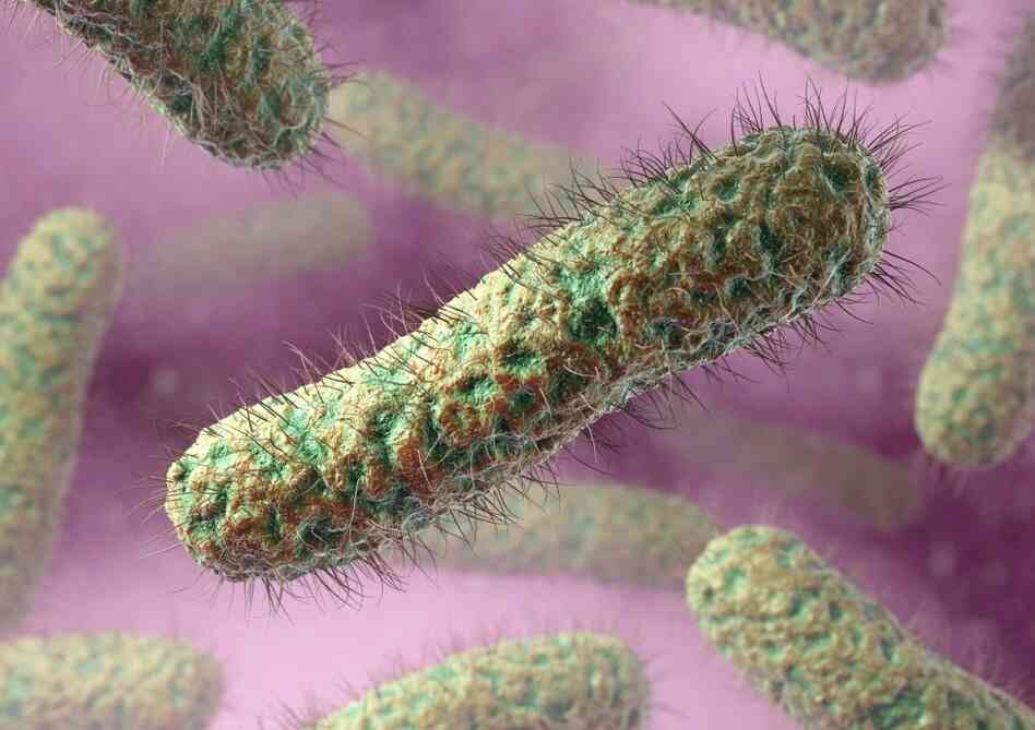 Computer artwork of typical ciliated (with hairs) rod-shaped bacteria. Computer artwork of typical ciliated (with hairs) rod-shaped bacteria.