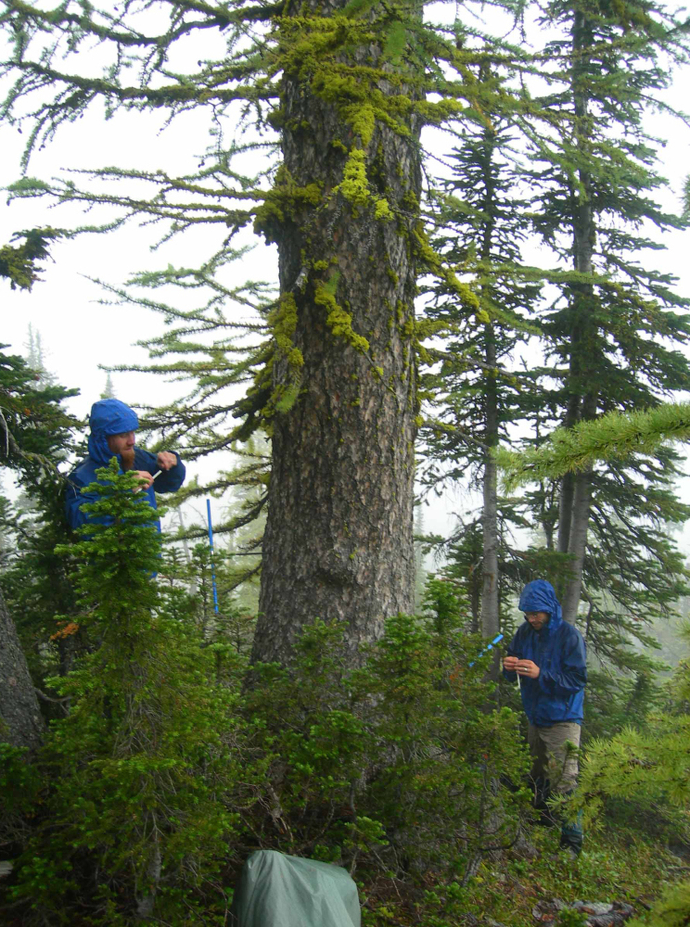 Researchers sample an ancient subalpine larch tree near Boulder Pass in Glacier National Park in Montana.