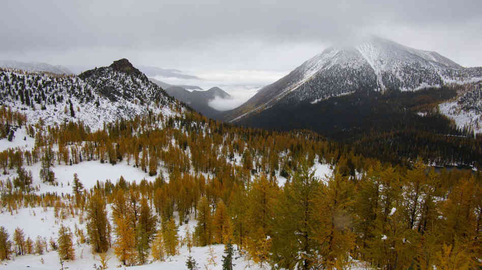 The snowpack in the Rocky Mountains has been gradually thinning over the past century. Using tree ring measurements from subalpine larch trees like these in the Lake Chelan Wilderness in Washington state, researchers were able to put the Rocky Mountain data in long-term historical context. The snowpack in the Rocky Mountains has been gradually thinning over the past century. Using tree ring measurements from subalpine larch trees like these in the Lake Chelan Wilderness in Washington state, researchers were able to put the Rocky Mountain data in long-term historical context.