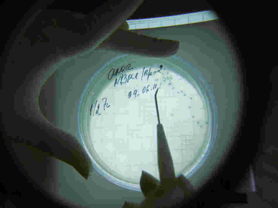 A laboratory technician counts isolated Escherichia coli bacteria.