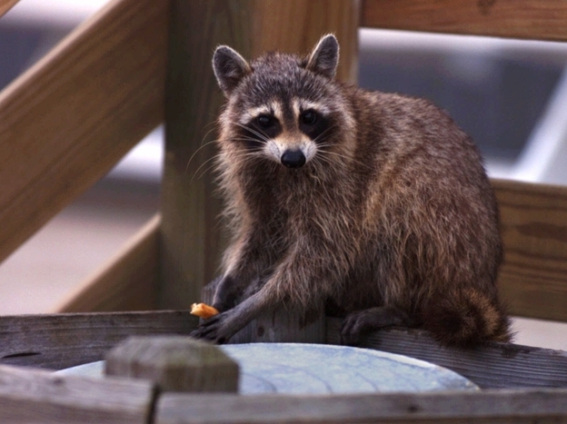 Raccoons thrive in cities, partly because there's plenty of food.