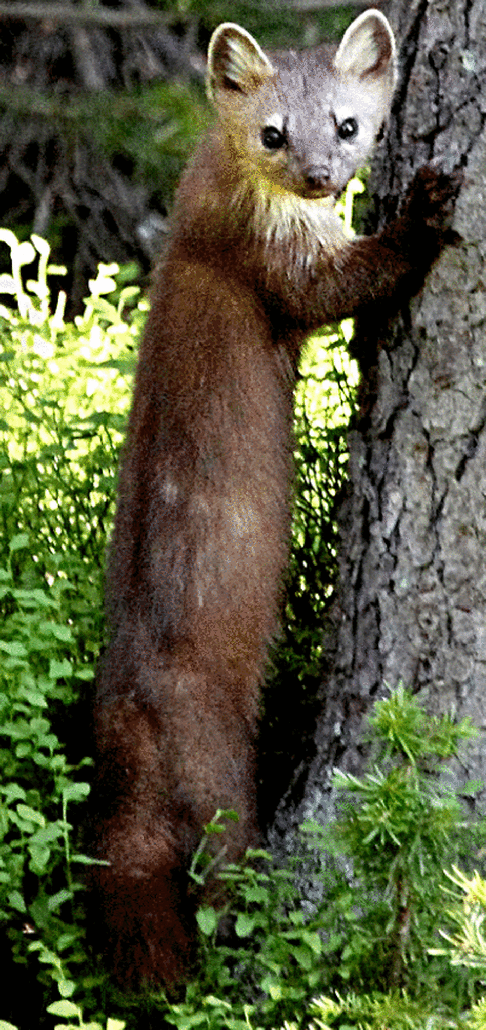 A marten. A marten.