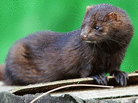 An American mink. An American mink.