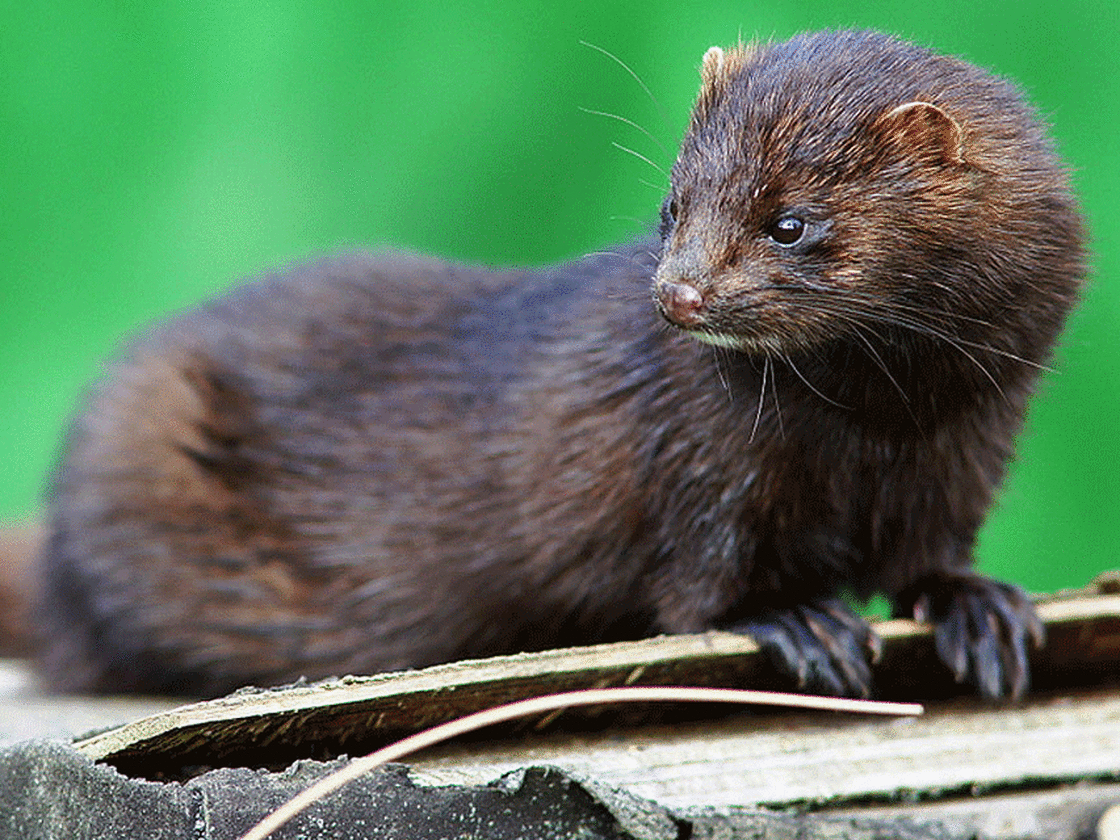An American mink.
