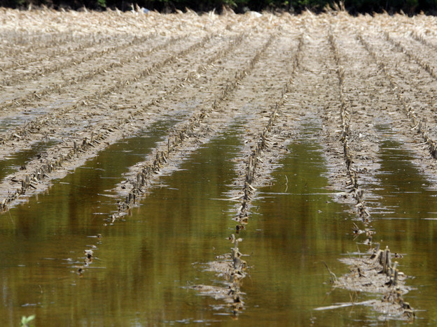 Destroyed corn glistens under floodwater in Yazoo City, Miss., on June 1.