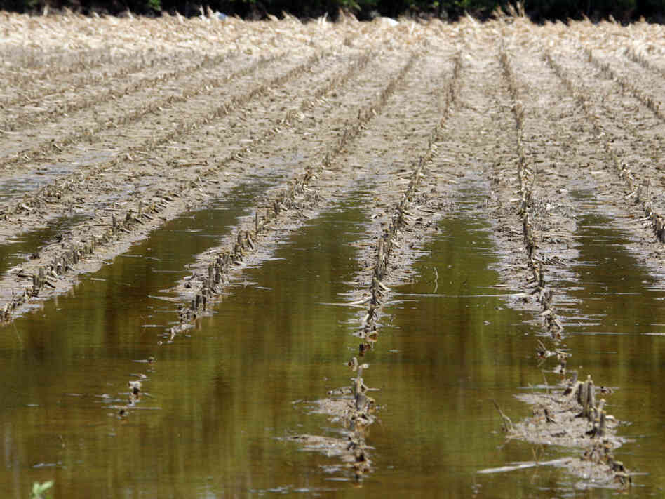Destroyed corn glistens under floodwater in Yazoo City, Miss., on June 1.