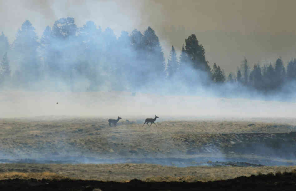 A couple of elk escape the wildfire in the forest around the Lee Valley Recreational area in the Apache National Forest during back burn operations as the Wallow Fire continues to burn June 12, 2011 in Big Lake, Arizona.