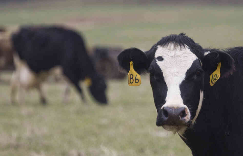 Cows are seen grazing on a farm near Rio, Wis. June has been marked as National Dairy Month since the 1930s.