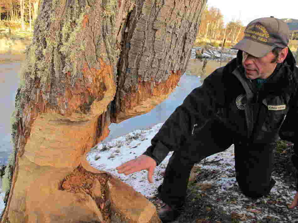 Pablo Kunzle, a park ranger in Tierra del Fuego National Park on Argentina's southernmost fringe, shows off the trunk of a tree whittled down by beavers. "Unfortunately," Kunzle says, "they're almost the perfect machine." Once the tree is toppled, he says, it'll be used to buttress the beaver's dam or lodge.