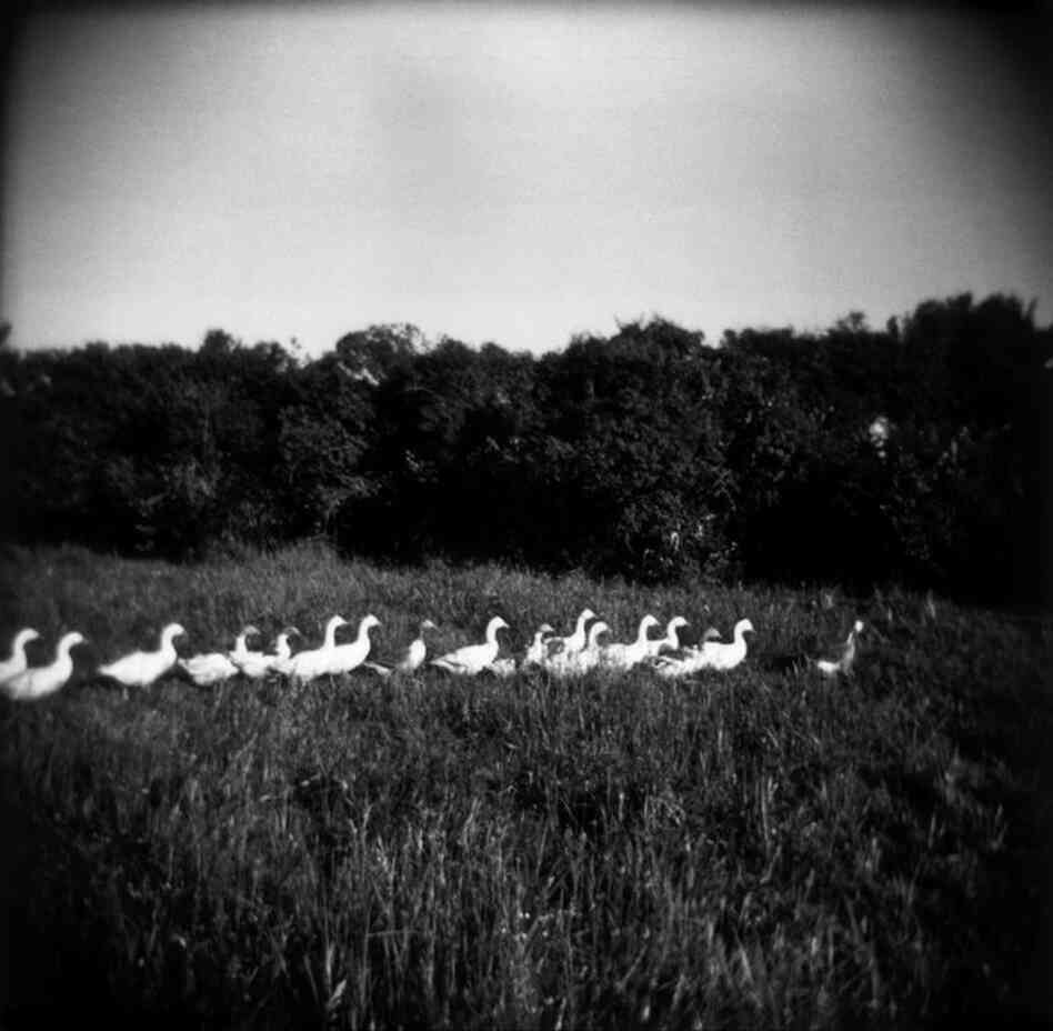 Geese