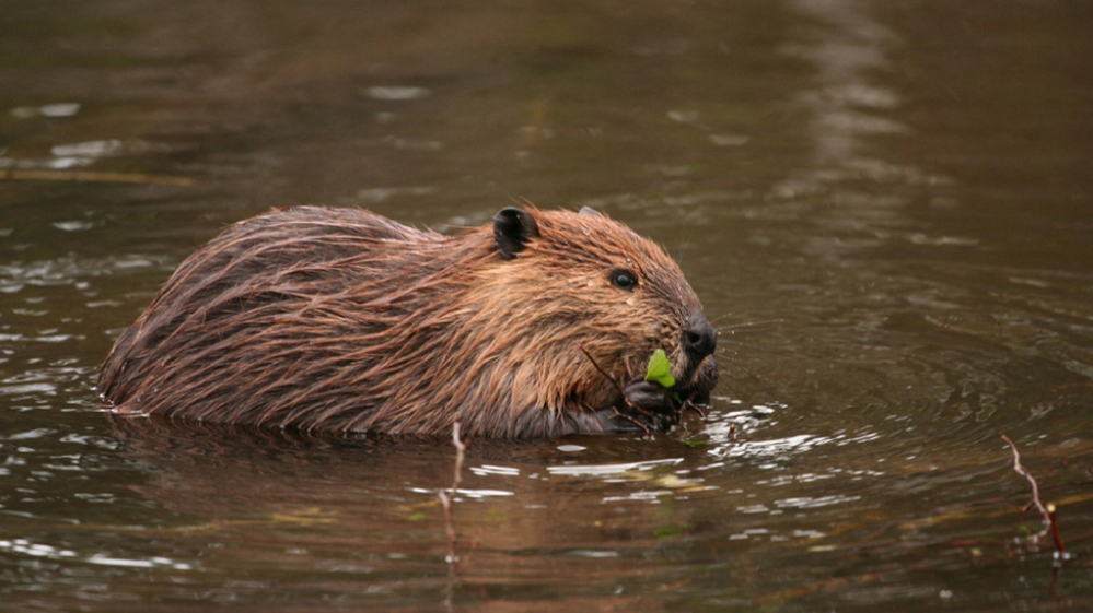 A beaver swims in Tierra del Fuego. The beavers are  cutting and flooding forests across the vast, remote archipelago. With no natural predators, they mow down forests unchecked,  and their dams create lagoons that suffocate trees and vegetation. The  beavers also flood over roads and cattle-grazing pastures, causing  millions in damages.