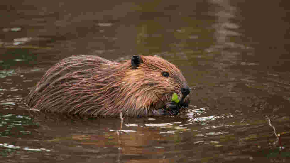 A beaver swims in Tierra del Fuego. The beavers are  cutting and flooding forests across the vast, remote archipelago. With no natural predators, they mow down forests unchecked,  and their dams create lagoons that suffocate trees and vegetation. The  beavers also flood over roads and cattle-grazing pastures, causing  millions in damages.