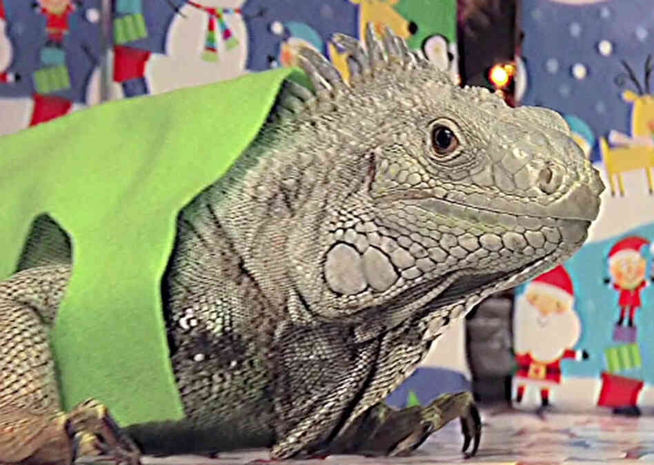 An iguana poses as Theodore from Alvin and the Chipmunks in the 17th episode of Everything, Channel 101's longest running prime-time show.