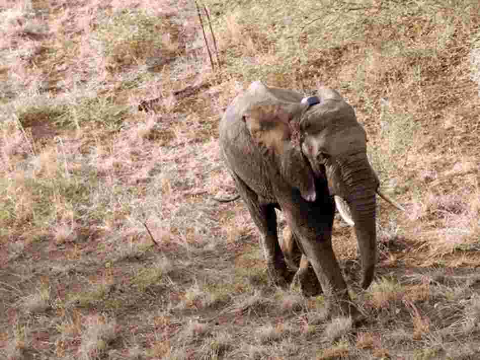 A small number of elephants are being tracked using radio collars to help South Sudan figure out how to protect the animals from poachers and development.