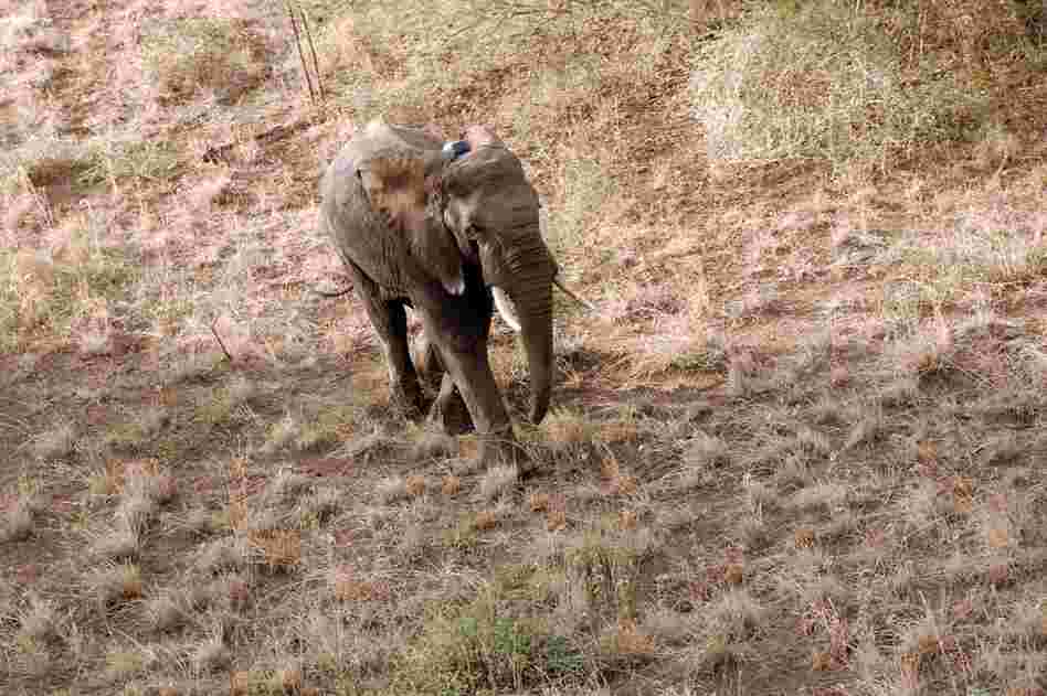 A couple of minutes after being administered a reversal agent, the female elephant is back on her feet, returning to the bush wearing a tracking collar. 