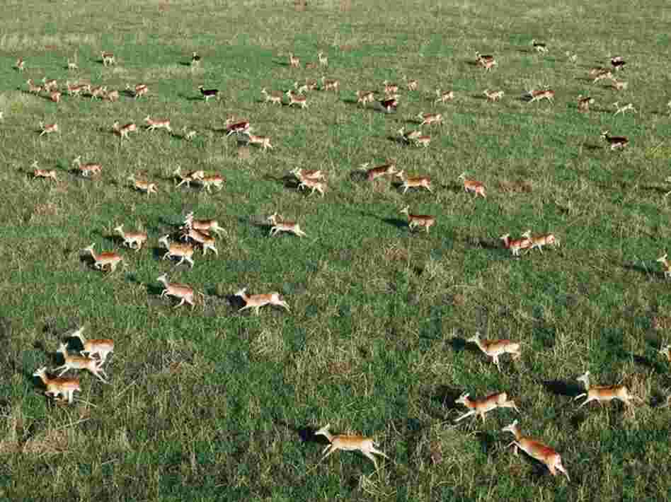 Conservationists feared most of South Sudan's wildlife had been killed during more than two decades of civil war, but a survey several years ago found many had survived, including hundreds of thousands of white-eared kobs.