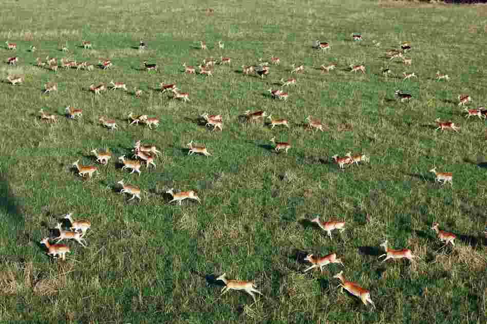Conservationists feared most of South Sudan's wildlife had been killed during more than two decades of civil war. But a survey several years ago found many animals had survived, including hundreds of thousands of white-eared kobs. 