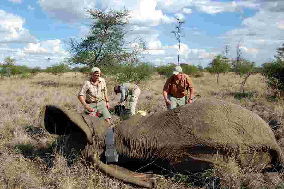 The Wildlife Conservation Society team led by Paul Elkan (left) outfits a tranquilized female elephant with a radio-tracking collar. 