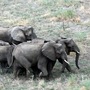 A herd of elephants crosses the bush in South Sudan.