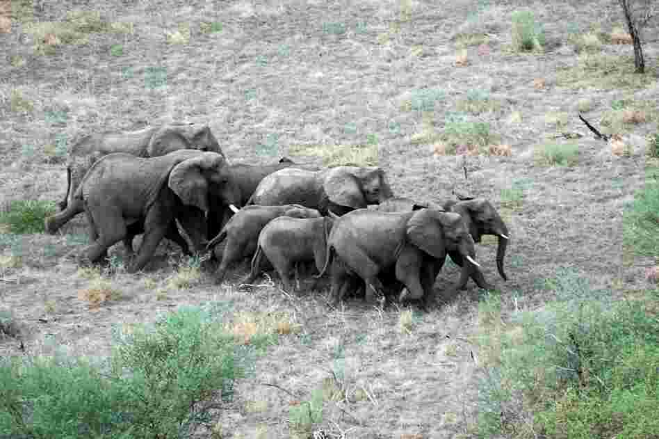 During Sudan's civil war, rebel soldiers ate much of the region's wildlife to survive. But an estimated 5,000 elephants have survived. 