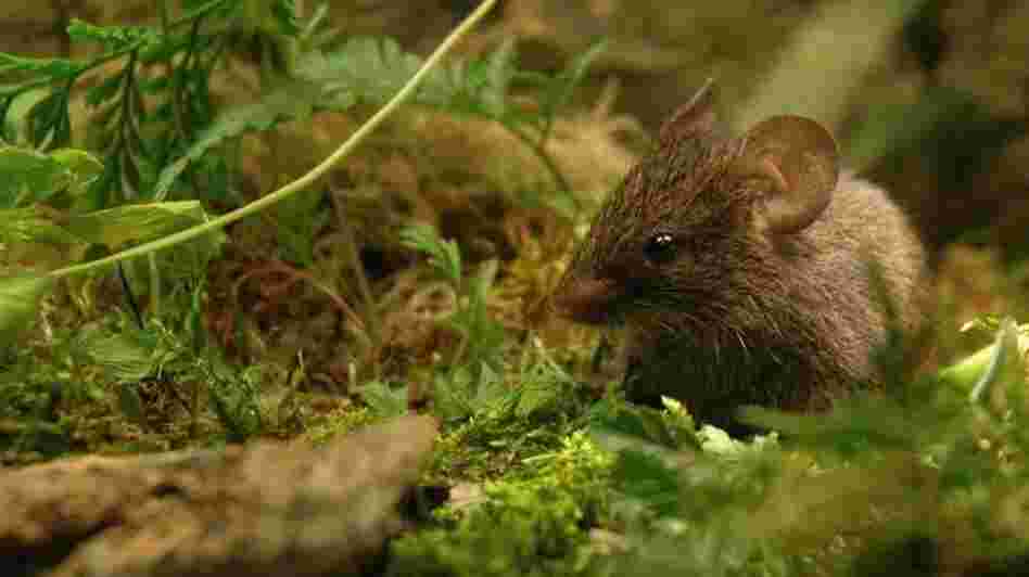 Mighty Mouse? Male Alston's mice use high-frequency songs to entice females.