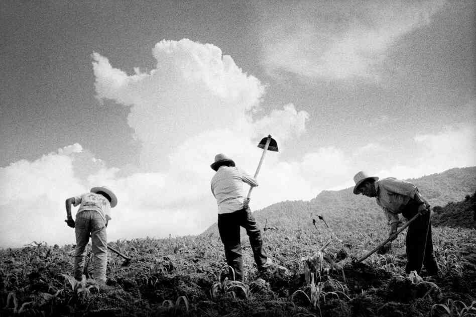In the hills above town, farmers till a newly sprouted cornfield near San Miguel Cuevas, Mexico. In the hills above town, farmers till a newly sprouted cornfield near San Miguel Cuevas, Mexico.