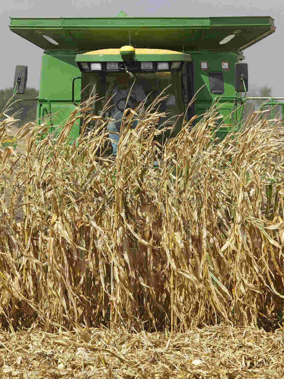 Central Illinois farmers harvest their corn crops near Monticello, Ill., September 2010.