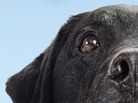 A Dog's Purpose, by W. Bruce Cameron A Dog's Purpose, by W. Bruce Cameron