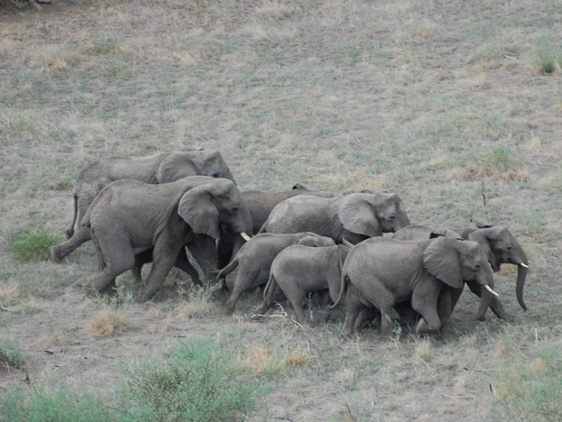 A herd of elephants crosses the bush in South Sudan, which will become the world's newest nation in July. South Sudan relies economically on oil but hopes to someday attract  tourists to visit its wildlife.