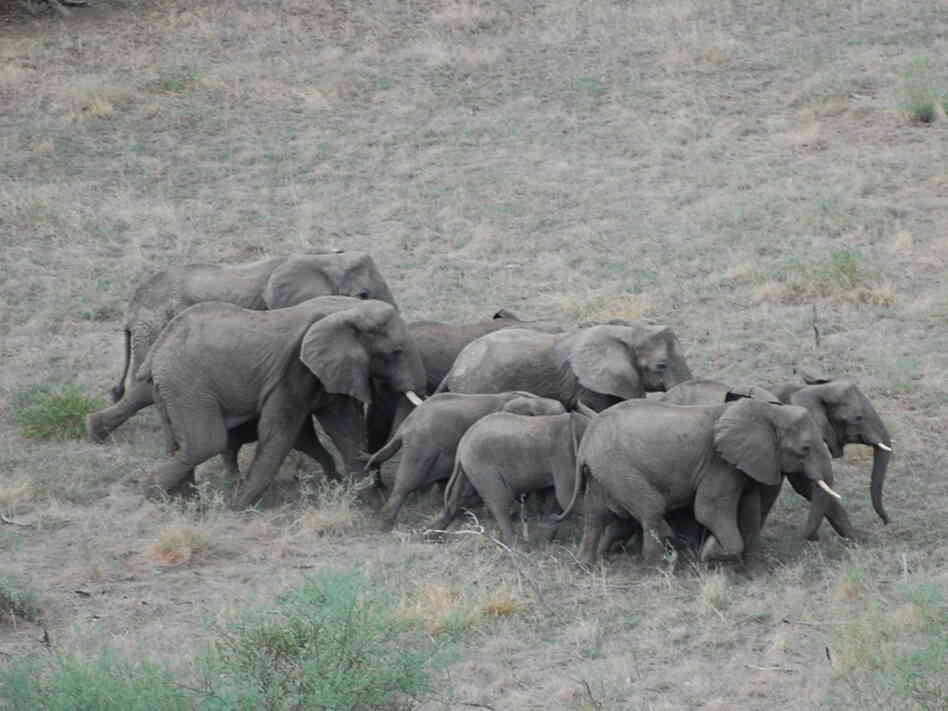 A herd of elephants crosses the bush in South Sudan, which will become the world's newest nation in July. South Sudan relies economically on oil but hopes to someday attract  tourists to visit its wildlife.