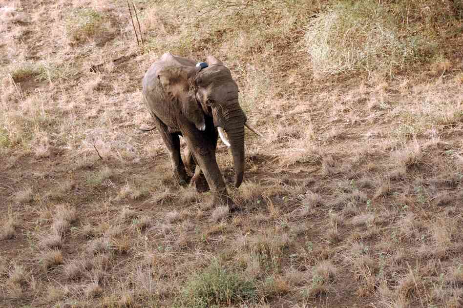A couple of minutes after being administered a reversal agent, the female elephant is back on her feet, returning to the bush wearing a tracking collar. 