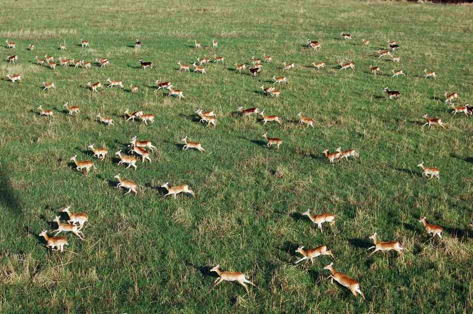 Conservationists feared most of South Sudan's wildlife had been killed during more than two decades of civil war. But a survey several years ago found many animals had survived, including hundreds of thousands of white-eared kobs. 