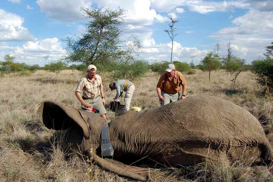 The Wildlife Conservation Society team led by Paul Elkan (left) outfits a tranquilized female elephant with a radio-tracking collar. 