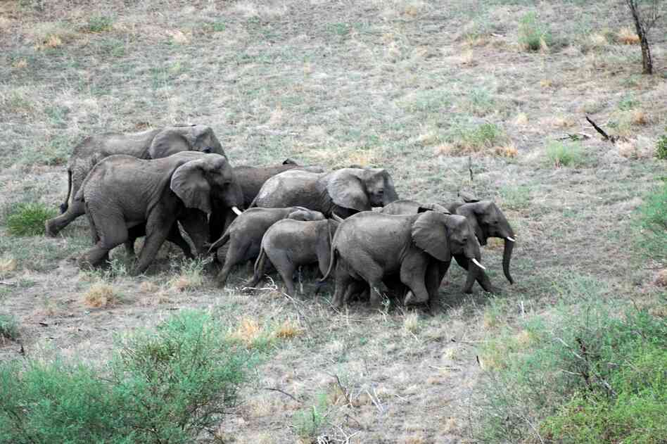 During Sudan's civil war, rebel soldiers ate much of the region's wildlife to survive. But an estimated 5,000 elephants have survived. 