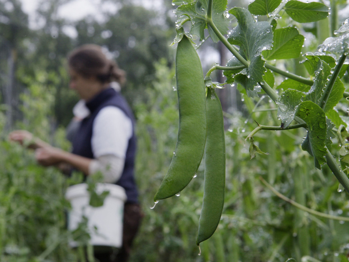 Sugarsnap peas are ready for harvest at the Many Hands Organic Farm in Barre, Mass., in the summer of 2009.