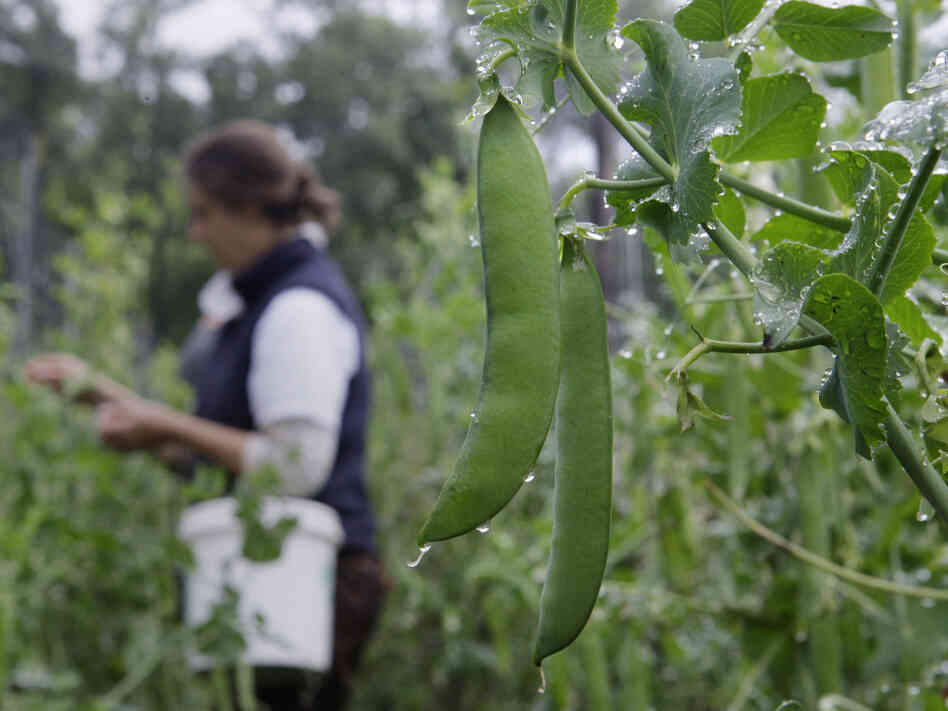 Sugarsnap peas are ready for harvest at the Many Hands Organic Farm in Barre, Mass., in the summer of 2009.