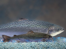 A genetically engineered AquAdvantage salmon looms behind an Atlantic salmon sibling of the same age. A genetically engineered AquAdvantage salmon looms behind an Atlantic salmon sibling of the same age.