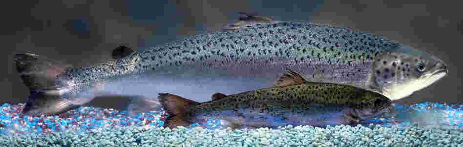 A genetically engineered AquAdvantage salmon looms behind an Atlantic salmon sibling of the same age.
