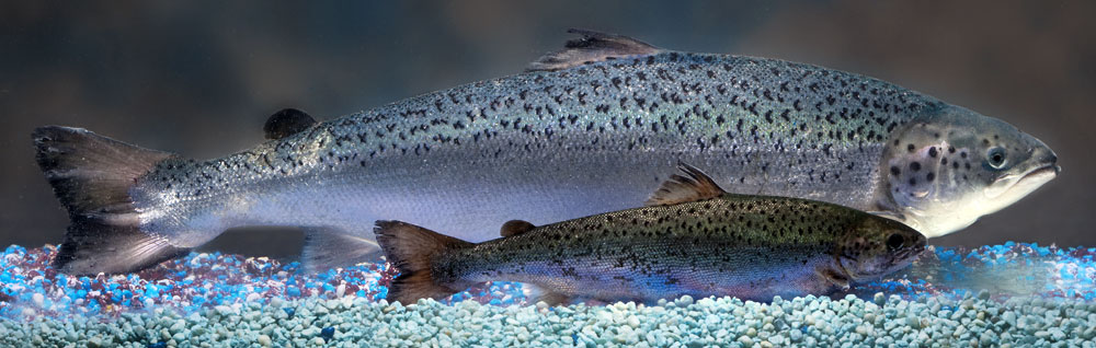 A genetically engineered AquAdvantage salmon looms behind an Atlantic salmon sibling of the same age.