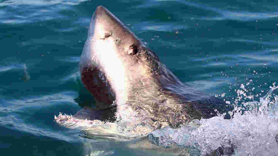 A great white shark swims in Shark Alley near Dyer Islandin Gansbaai, South Africa. A great white shark swims in Shark Alley near Dyer Islandin Gansbaai, South Africa.