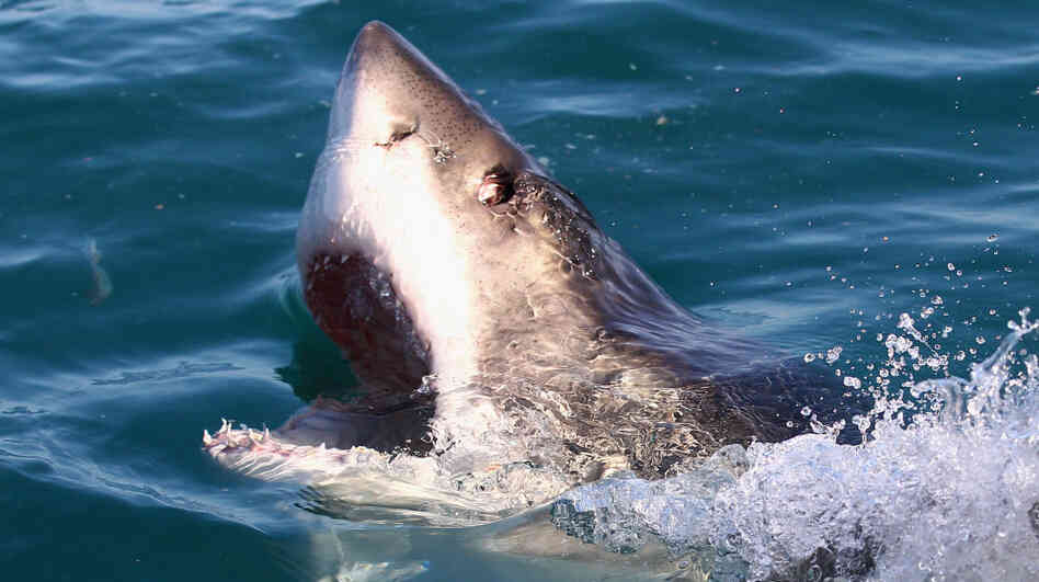 A great white shark swims in Shark Alley near Dyer Islandin Gansbaai, South Africa. A great white shark swims in Shark Alley near Dyer Islandin Gansbaai, South Africa.