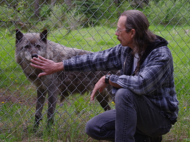 Randy Stewart greets a gray wolf through the chain-link fence at the Wolf Education and Research Center in Winchester, Idaho. Stewart says attitudes toward the species have sharpened in recent years.